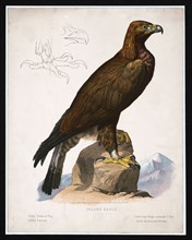 19th century Prang animal prints - Golden eagle ca. 1872