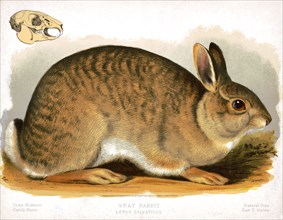 19th century Prang animal prints - Gray rabbit - Lepus sylvaticus ca. 1874