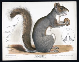19th century Prang animal prints - Gray squirrel, Northern gray, Sciurus migratorius ca. 1872