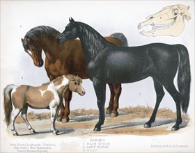 19th century Prang animal prints - Horses. 1. Race horse. 2. Cart horse. 3. Pony ca. 1874