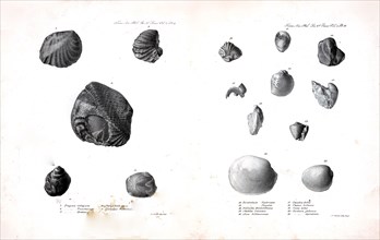 Trigonia Gibboniana Terebratula Tayloriana ca. 1841