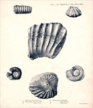 Orthocera Humboldtiana illustration ca. 1841