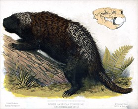 19th century Prang animal prints - North American porcupine - Erethizon dorsatus ca. 1874