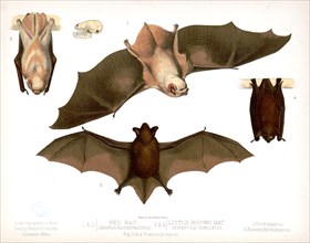 19th century Prang animal prints - 1. & 2. Red bat. Lasiurus noveboracensis 3. & 4. Little brown bat. Vespertillo subulatus. Figs. 2. & 4. Position in repose ca. 1874