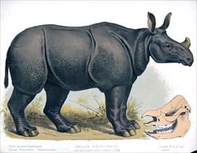 19th century Prang animal prints - Indian rhinoceros. Rhinoceros unicornis linn