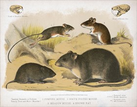 19th century Prang animal prints - 1. Jumping mouse. 2. White footed mouse. 3. Meadow mouse. 4. Brown rat