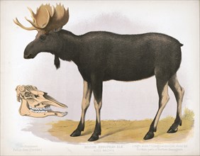19th century Prang animal prints - Moose. European elk. Alces malchis ca. 1874