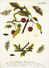 Lifecycle of a moth ca. 1720