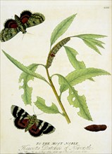 Lifecycle of the red underwing moth ca. 1720