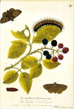Lifecycle of a moth ca. 1720