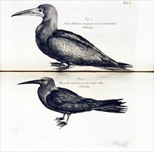 Birds (1700s bird illustrations)