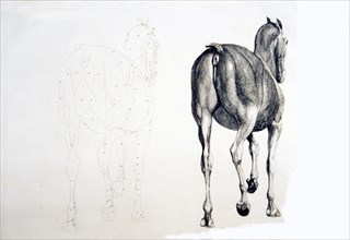 Horse, rear view, with adjacent outline copy ca. 1766 or 1823