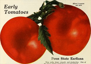 Historical Food Illustration - Penn State Earliana Very early, large, smooth, and productive. One of the finest strains of Earliana tomato ever developed ca. 1927