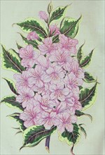 Historical Flower Illustration - VARIEGATED LEAVED WIEGELA - Image from page 7 of 'Ellwanger & Barry's descriptive catalogue of hardy ornamental trees and shrubs, roses, etc., etc., etc' (1868)