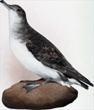 Historical Bird Illustration - THE FLUTTERING PETREL Cmaihisma cyaneoleuca ca. 1901