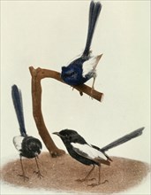 Historical Bird Illustration - SOME AUSTRALIAN WREN-WARBLERS Blue-and-Wliite Wren-Warbler fMiliums cyanotiis) Black-and-white Wren-Warbler Allied Black-and-White Wren-Warbler fMaliirns leiicoptcrus) (...