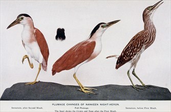 Historical Bird Illustration - Plumage changes of Nankeen Night Heron ca. 1901
