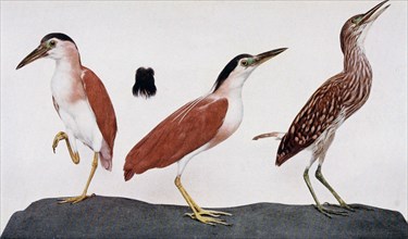 Historical Bird Illustration - Plumage changes of Nankeen Night Heron ca. 1901