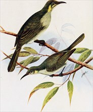Historical Bird Illustration - THE YELLOW-SPOTTED HONEY-EATER [Ptilotis notata). THE LESSER YELLOW-SPOTTED HONEY-EATER (Ptiloiis gracilis I.) ca. 1901