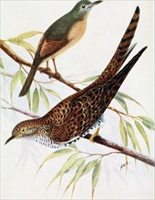 Historical Bird Illustration - The Allied Shrike Thrush iCoIluricincla parvissima). The Australian Cuckoo (Cuculus optatiis) ca. 1901