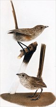Historical Bird Illustration - Grass Wren {Amytovnis textilis]r Male, lower figure; female, upper figure ca. 1901