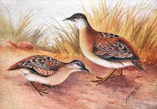 Historical Bird Illustrations - Bluff Breasted Quail ca. 1901