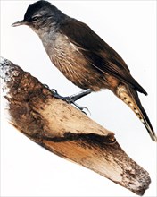 Historical Bird Illustrations - THE COOPERS CREEK TREE-CREEPER Climacteris waitei ca. 1901