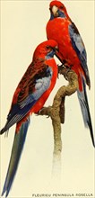 Historical Bird Illustrations - FLEURIEU PENINSULA ROSELLA. Platycercus elegans fleurieuensis ca. 1901