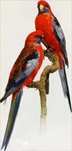 Historical Bird Illustrations - FLEURIEU PENINSULA ROSELLA. Platycercus elegans fleurieuensis ca. 1901