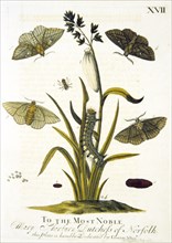 Lifecycle of moths ca. 1720