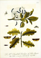 Lifecycle of the ermine moth ca. 1720