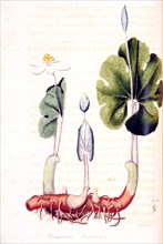 Sanguinaria Canadensis ca. 1817