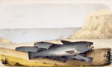 Gadus morrhua: Common cod ca. 1853