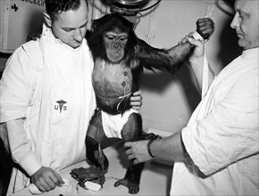 (31 Jan. 1961) Chimpanzee 'Ham' with bio-sensors attached to his body is readied by handlers for his trip in the Mercury-Redstone 2 (MR-2) spacecraft.