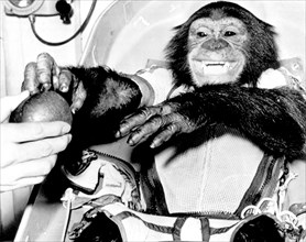 (31 Jan. 1961) Closeup view of the chimpanzee 'Ham', the live test subject for the Mercury-Redstone 2 (MR-2) test flight, following his successful recovery from the Atlantic.