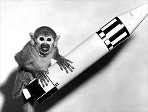 Monkey Baker, payload of Jupiter (AM-18), poses on a model of the Jupiter vehicle, May 29, 1959