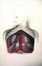 Cross-section of the organs of the human chest cavity ca. 1822-1826