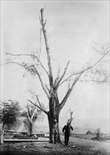 Geneva New York Cyclone Damage - Tree stripped by Geneva, N.Y. cyclone ca. 1910-1915