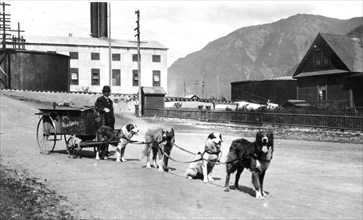 Dog team used to deliver laundry 1900-1923 Alaska
