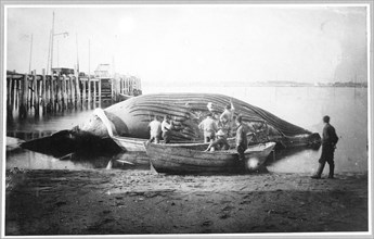 Cutting up a blue whale 1900-1930 Alaska