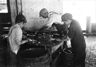Show the way they cut fish in sardine canneries. Eastport, Me, August 1911