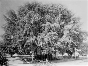 Big Tree, Rangoon  ca. 1910-1915