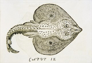 De raia oculata & laeui ca. 1554 - De raia oculata et laeui