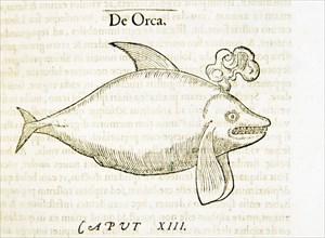 De orca ca. 1554