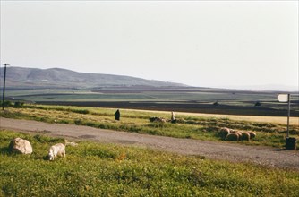 Israel April 1965:  Shepherds and sheep in the Israel countryside