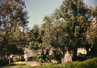 Israel April 1965:  People walking among olive trees in the Garden of Gethsemene