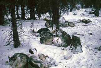 Resting dog team during Iditarod ca. March 1974
