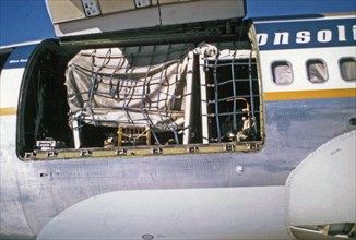 Dogs loaded aboard a Wien Jet airplane at Nome Airport heading home ca. March 1974