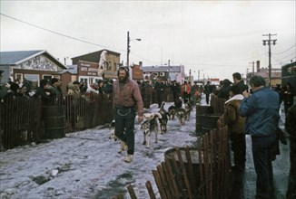 Iditarod racer Tom Mercer, arriving Nome ca. March 1974