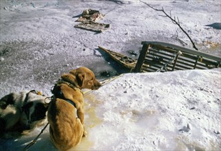 Lolly Medley's sled fallen through ice, near Rohn River ca. March 1974